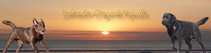 Artikelbilder: banner_ginger.gif