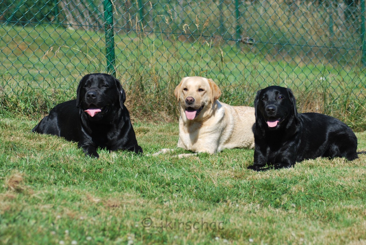 3 Geschwister > Bandit - Nele - Paula 3 Geschwister > Bandit - Nele - Paula