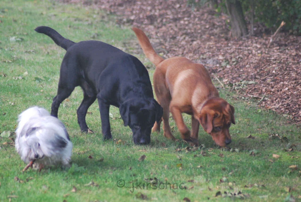 Hardy -Bandit - Flash Hardy -Bandit - Flash